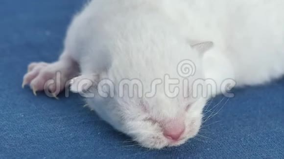 新生小猫喵喵叫蓝色背景视频的预览图