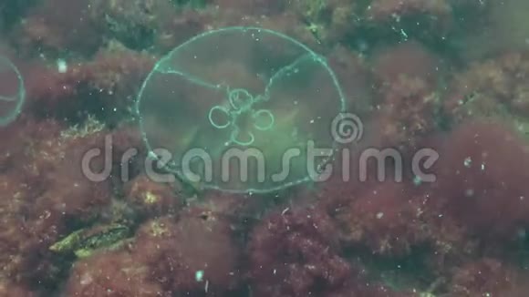 黑海动物奥雷利亚月亮果冻月亮水母普通水母视频的预览图
