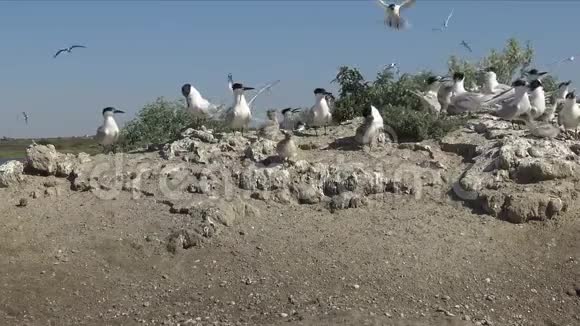 桑地三明治沙岛上一大群燕鸥中的幼鸟视频的预览图