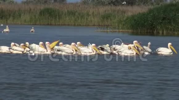 大白一群鸟在河口捕鱼视频的预览图