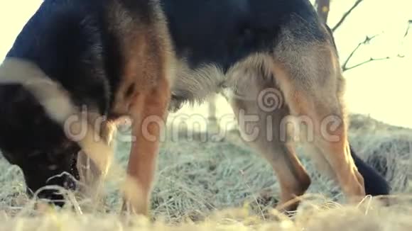 德国牧羊犬躺在草地上啃棍子视频的预览图
