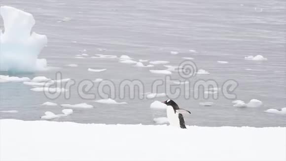 企鹅在雪地上视频的预览图