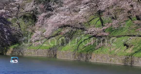 东京大射中的樱花视频的预览图