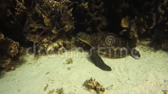 海龟靠近珊瑚礁视频的预览图
