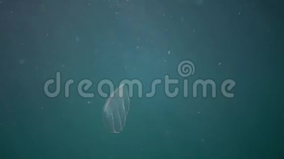 虎视眈眈掠食性的梳子果冻卵生在水里游来游去寻找食物入侵黑海的动物乌克兰视频的预览图