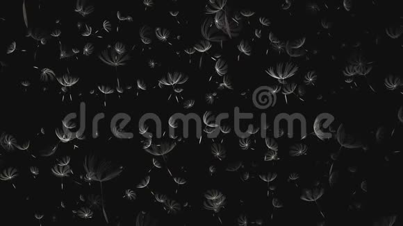 黑背景下蒲公英宏图的三维渲染视频的预览图