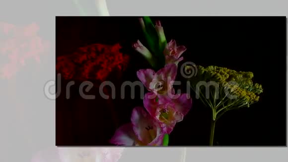 粉红色花朵的快速开花视频的预览图