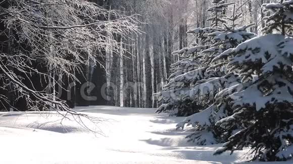 冬天在松林下下雪柔和的圣诞节早晨下雪圣诞老人视频的预览图