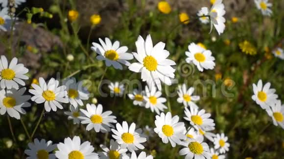 自然界的白色雏菊花视频的预览图