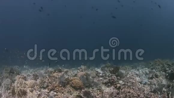 图巴塔哈有很多鱼的珊瑚礁4k视频的预览图