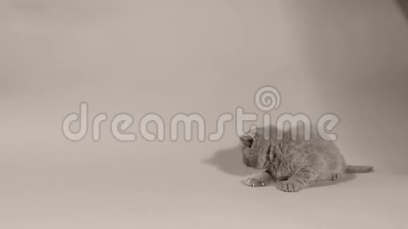 英国小猫喵喵白色背景视频的预览图