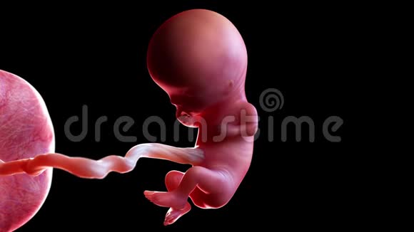 人类胎儿第11周视频的预览图
