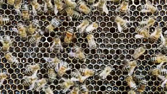 一群蜜蜂在蜂巢里工作视频的预览图