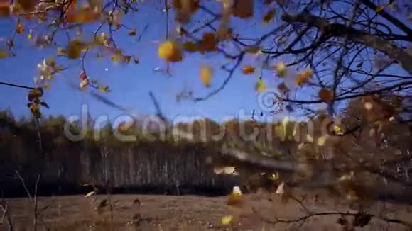 秋天在森林里的全景与太阳视频的预览图