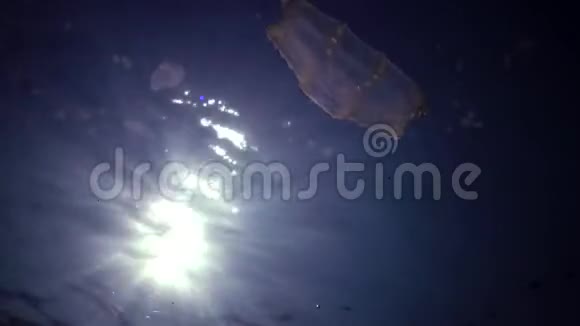 食蚁兽捕食性梳子果冻贝罗奥瓦塔在水中游泳寻找食物入侵黑海的福纳乌克兰视频的预览图