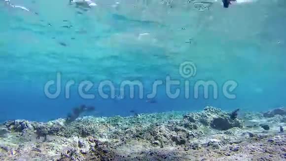 埃及红海多彩礁上鱼的年轻人视频的预览图