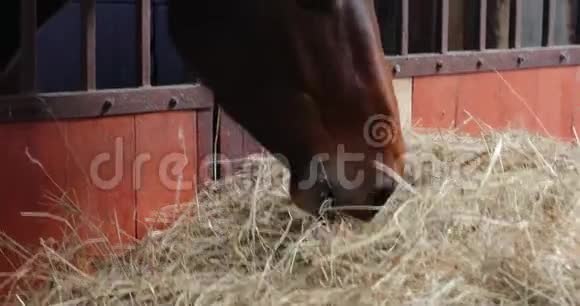 马正在马厩里吃东西视频的预览图