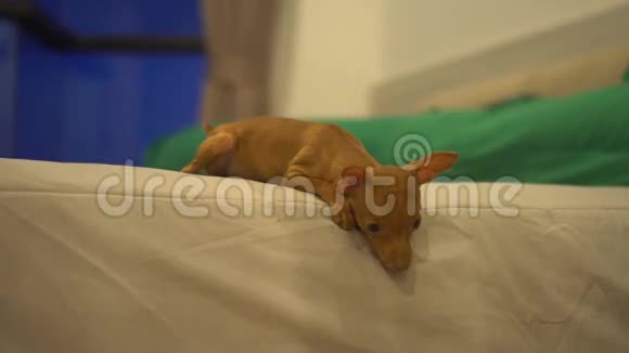 可爱的微型插针小狗在床上视频的预览图