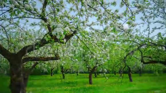 苹果花开果园全景时光流逝视频的预览图