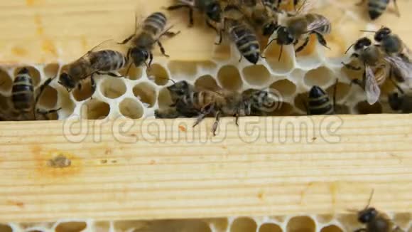 一群蜜蜂在蜂巢里工作视频的预览图