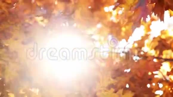 秋天有五颜六色的叶子的树视频的预览图