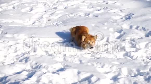 科吉毛茸茸的小狗在冬天在户外散步视频的预览图