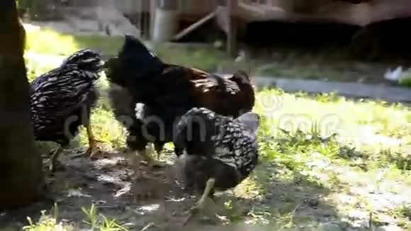 鸡在农场吃谷物视频的预览图