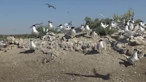 沙岛上一大群燕鸥中的幼鸟视频的预览图