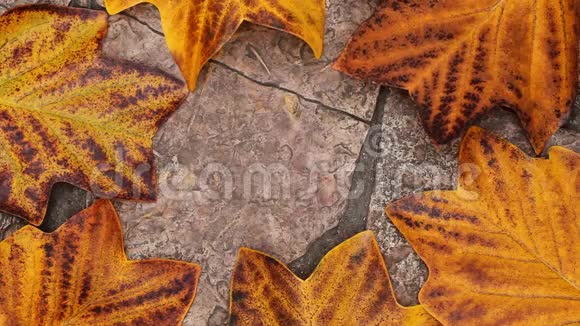秋叶自然石背景视频的预览图