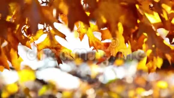秋天有五颜六色的叶子的树视频的预览图