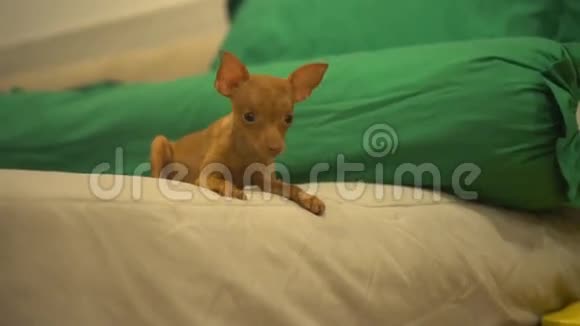 可爱的微型插针小狗在床上视频的预览图