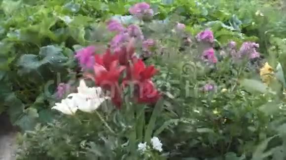 明亮美丽的百合花视频的预览图