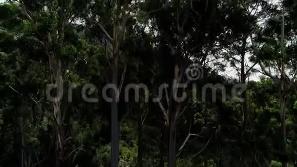 森林中的绿树4k视频的预览图