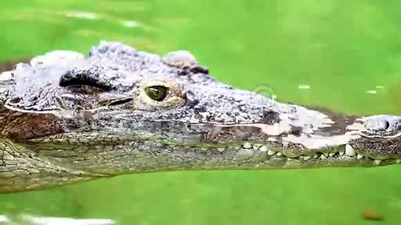 危险的鳄鱼懒洋洋地躺在绿色的河水边粗糙的皮肤细节视频的预览图