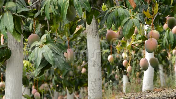 种植充满芒果的果树视频的预览图
