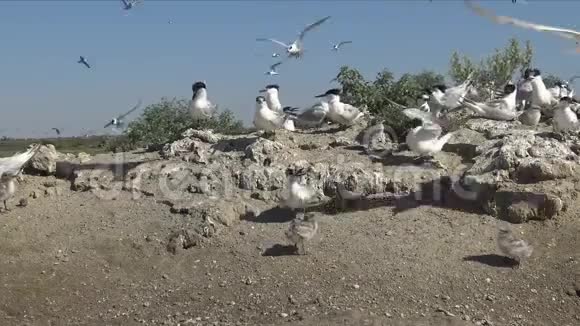 沙岛上一大群燕鸥中的幼鸟视频的预览图