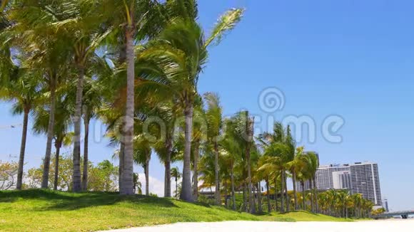 夏季晴天迈阿密市中心棕榈公园交通全景4k美国视频的预览图