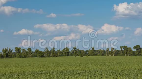 夕阳西下在大片成熟小麦的田野上乌云密布视频的预览图