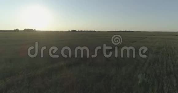 夏季阳光充足的夜晚低空飞行在乡村夏田之上有着无尽的黄色景观地平线上的太阳视频的预览图