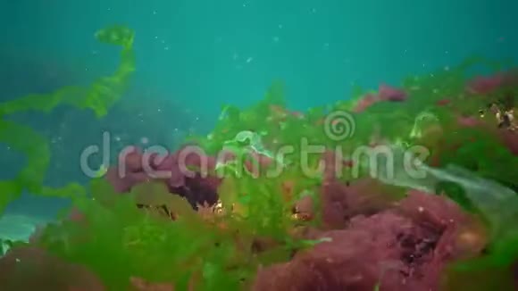 红藻绿藻和褐藻分布在乌尔瓦州的黑海卟啉病的海床上视频的预览图