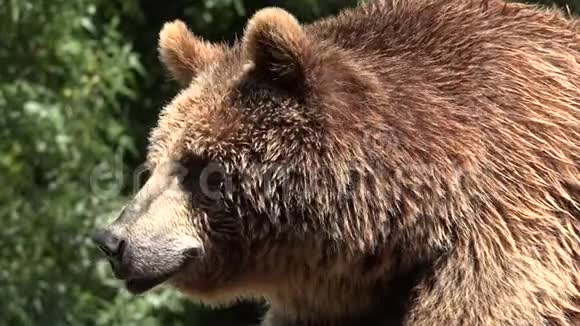 野生动物棕熊视频的预览图
