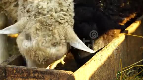 羊在户外吃和走4k视频的预览图