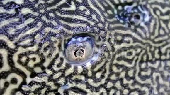 鱼的眼睛和嘴视频的预览图