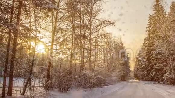 冬雪林中的软雪傍晚的冬景雪中的云杉枝视频的预览图