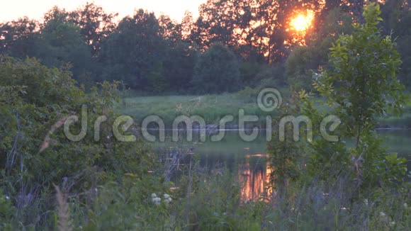 小湖上美丽的夏日夕阳视频的预览图