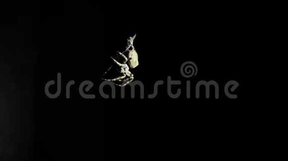 一只大蜘蛛晚上坐在网上一只蜘蛛猎捕昆虫喝他们的血视频的预览图