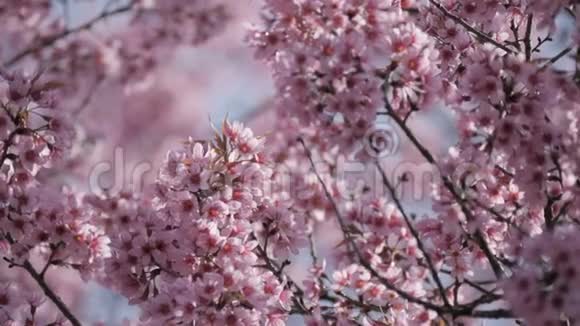 春天的粉红色花树视频的预览图
