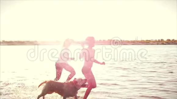 快乐和无忧无虑的童年儿童玩狗沿沙跑笑在河上玩推出玩具视频的预览图