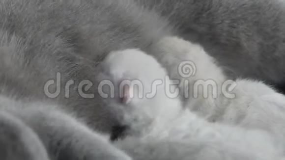 猫喂养她新出生的小猫特写镜头视频的预览图