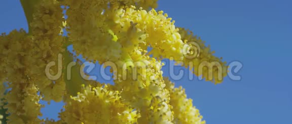 中国风车棕榈树视频的预览图